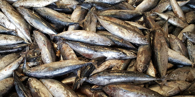 色翁荡息又大又硬又粗又爽